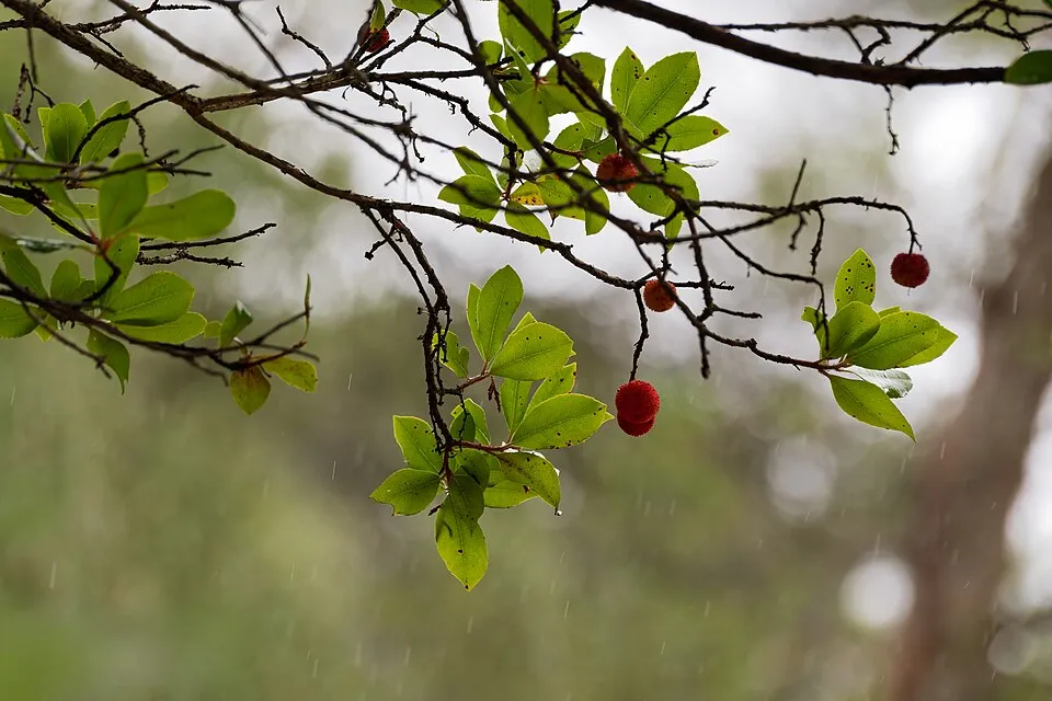 Strawberry Tree Fruit — botanical anatomy illustration