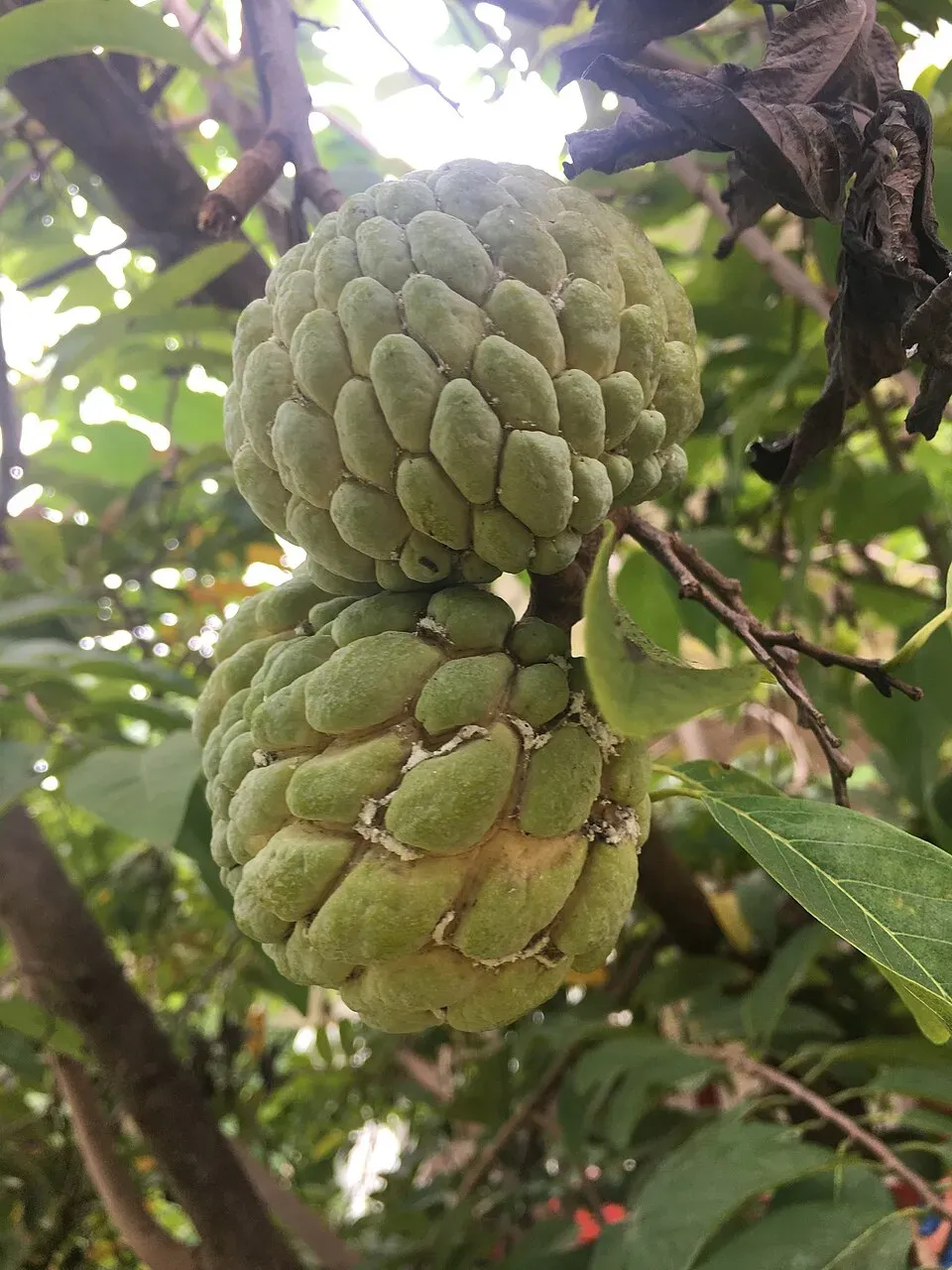 Sugar Apple Leaf — botanical anatomy illustration