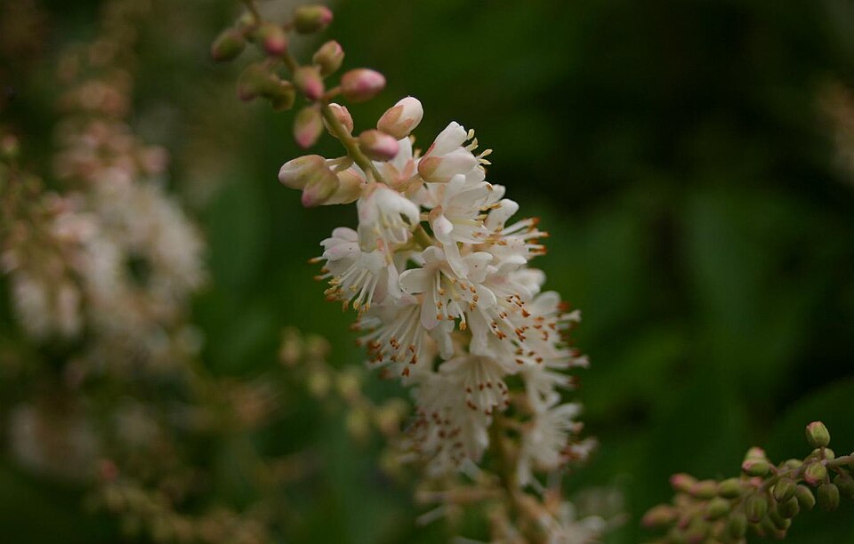 Sweet Pepperbush Flower — botanical anatomy illustration
