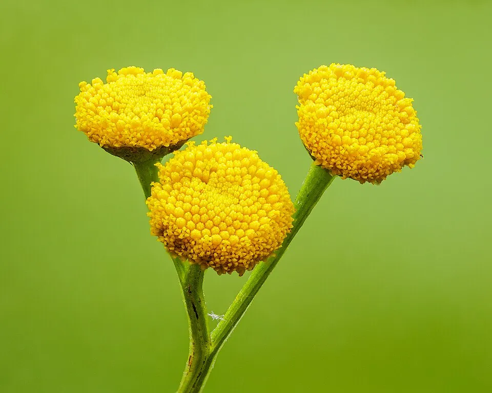 Tansy Flower — botanical anatomy illustration