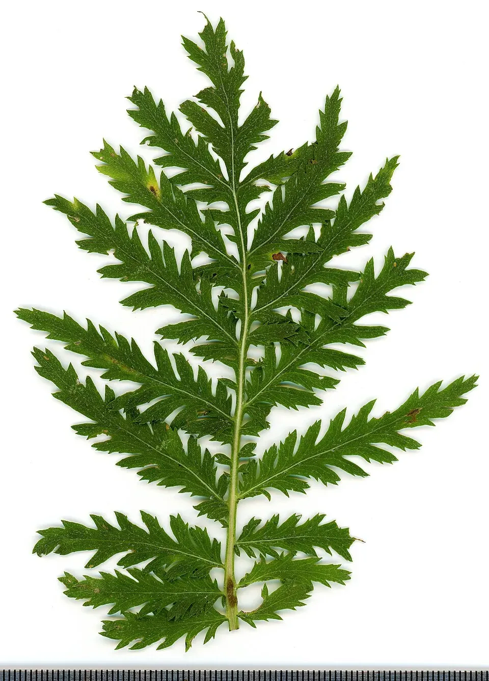Tansy Leaf — botanical anatomy illustration