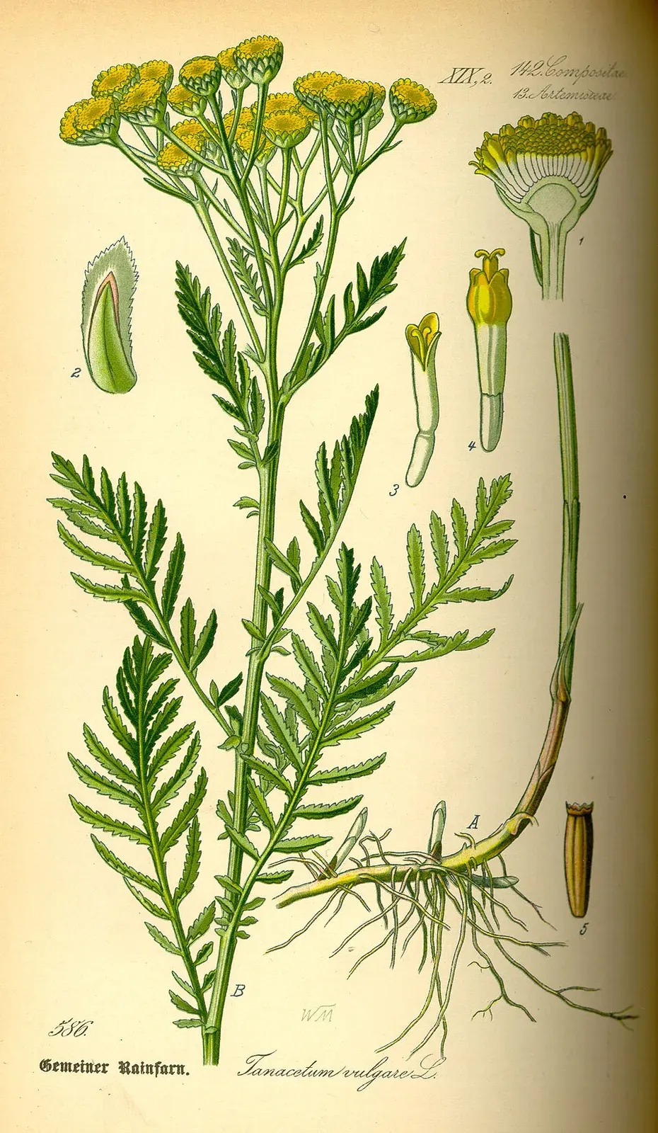 Tansy Root System — botanical anatomy illustration