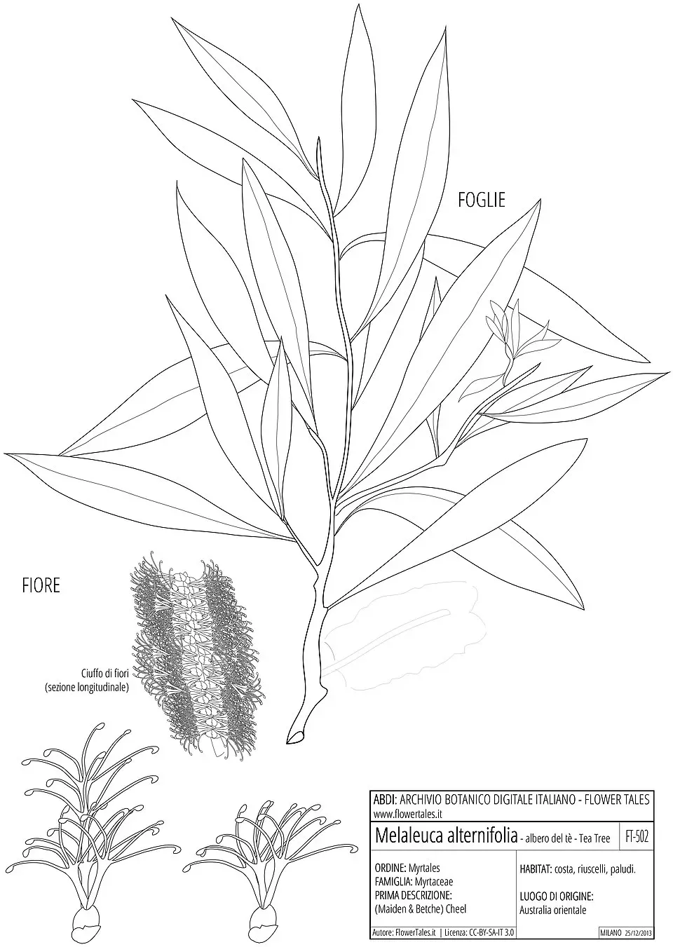 Tea Tree Flower — botanical anatomy illustration
