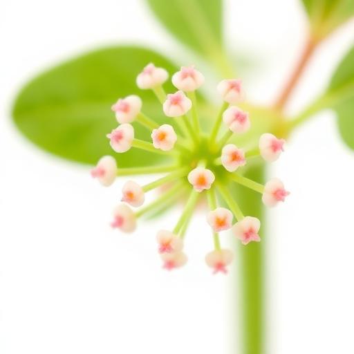 Thankuni (Gotu Kola) Flower — botanical anatomy illustration