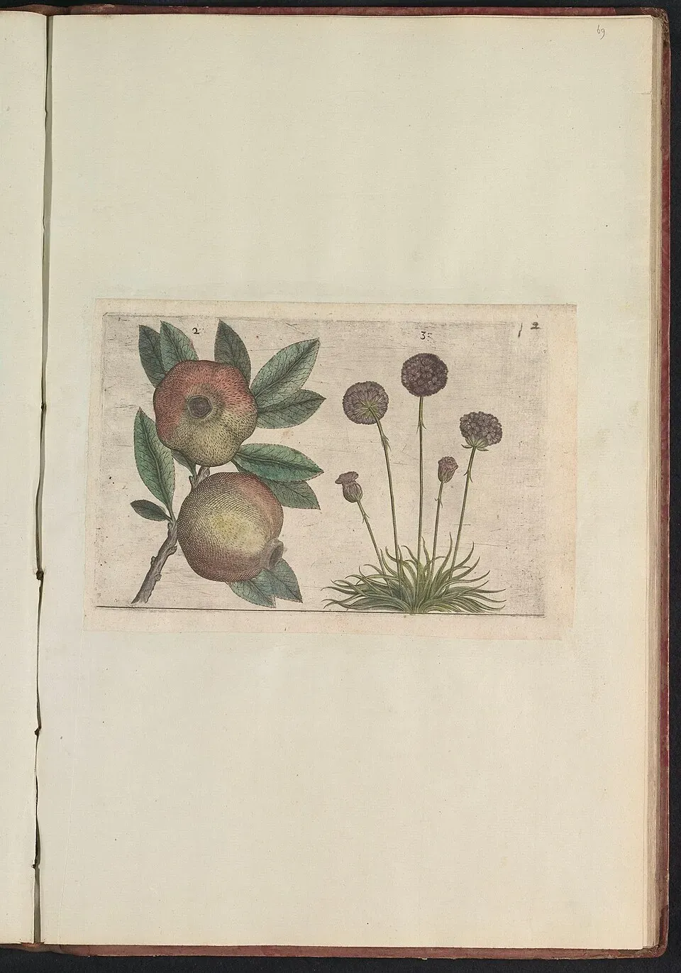 Thrift Fruit — botanical anatomy illustration