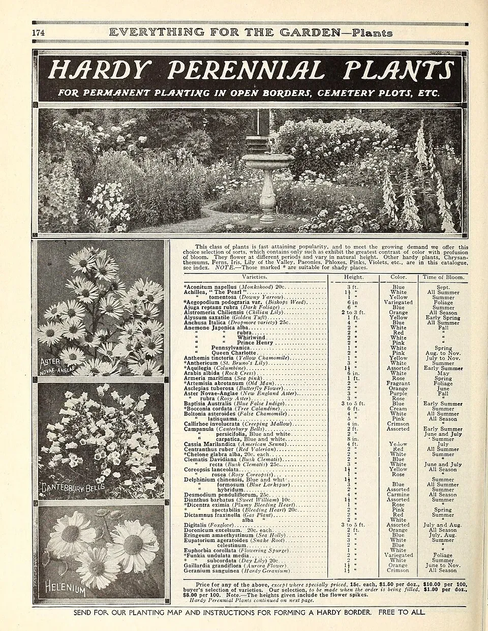 Thrift Root System — botanical anatomy illustration