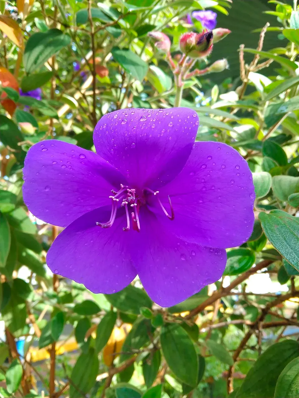 Tibouchina Flower — botanical anatomy illustration