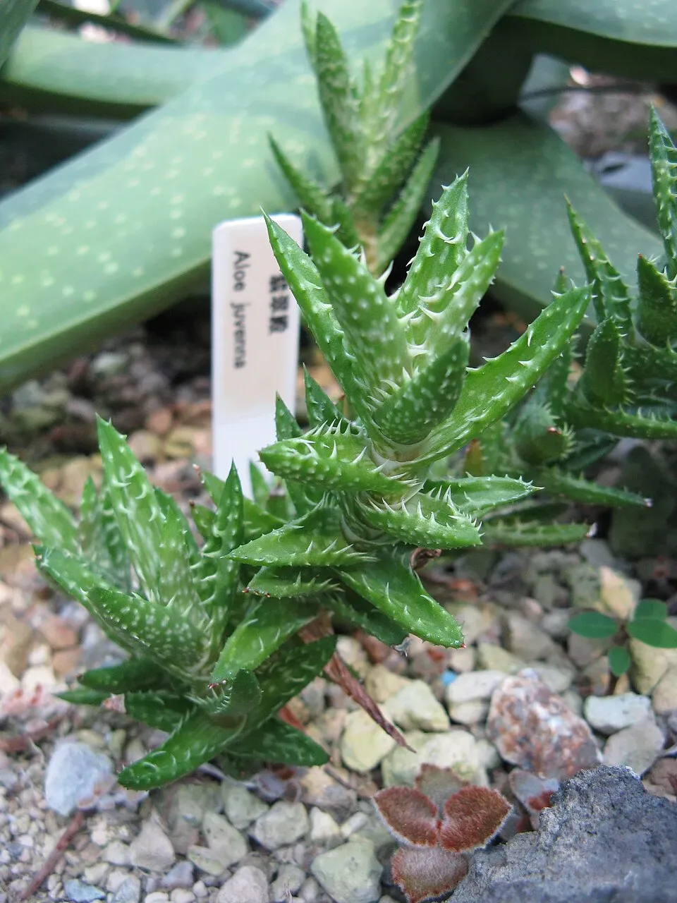 Tiger Tooth Aloe Flower — botanical anatomy illustration