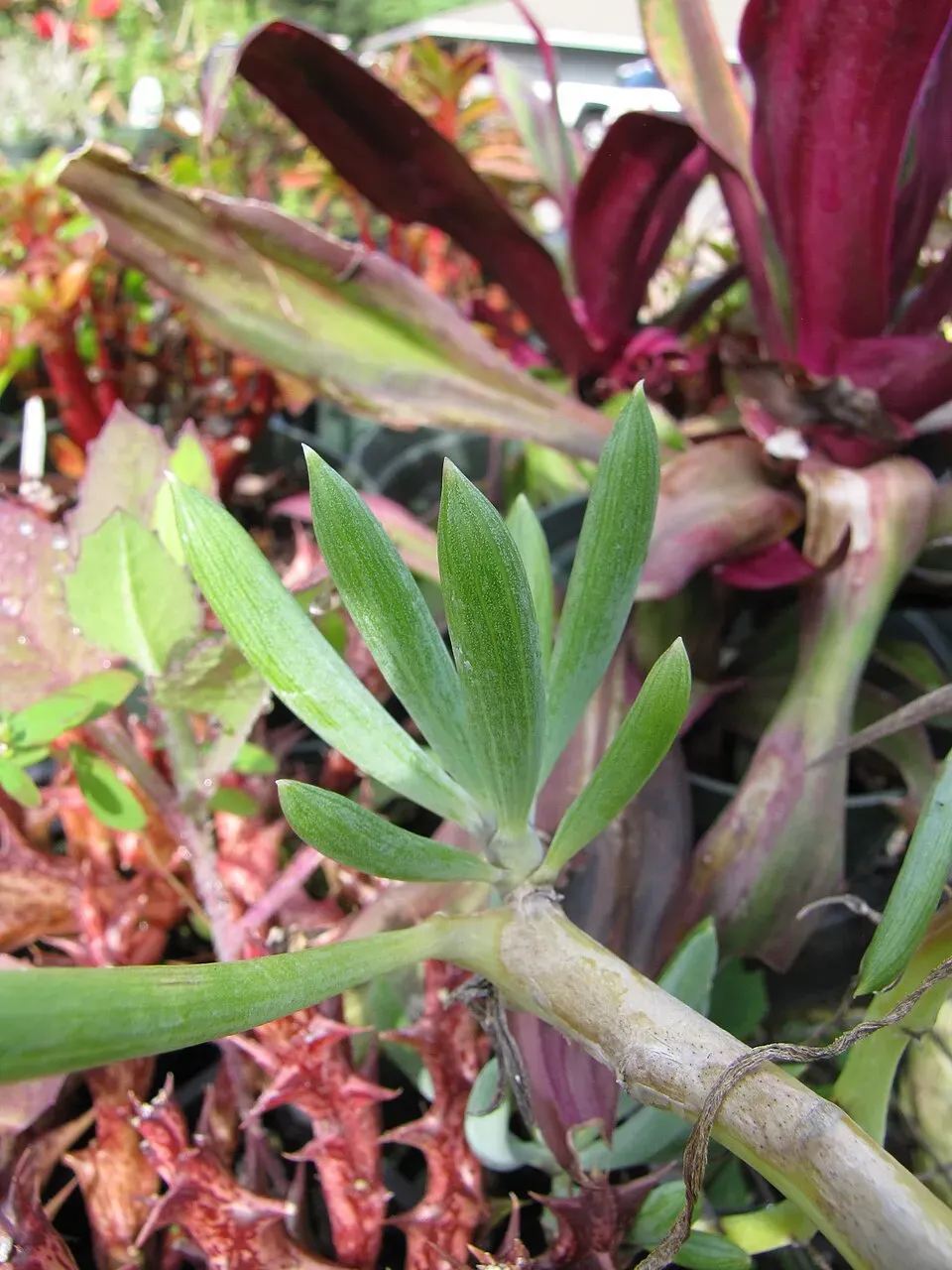 Trailing Ice Plant Leaf — botanical anatomy illustration
