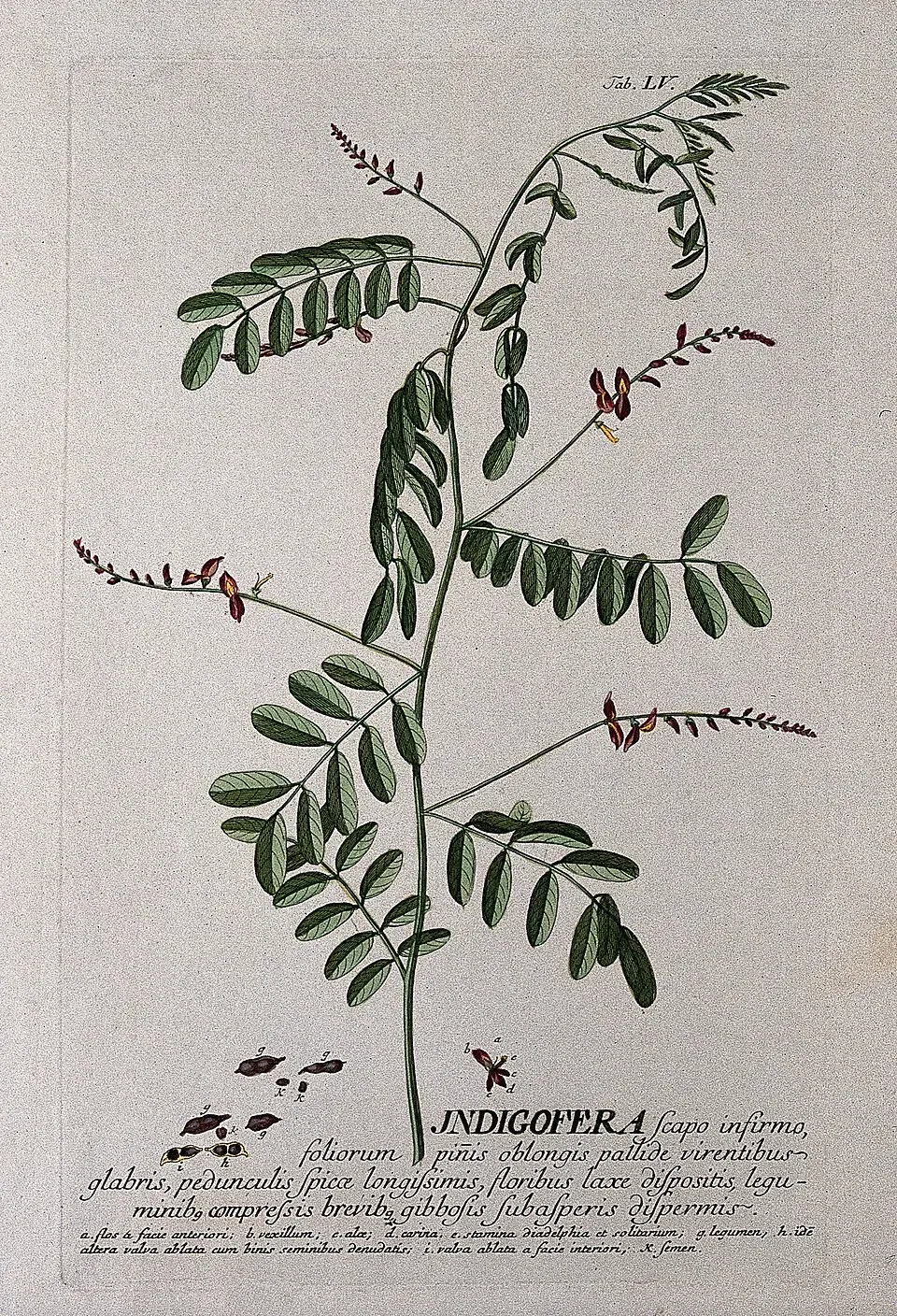 True Indigo Flower — botanical anatomy illustration