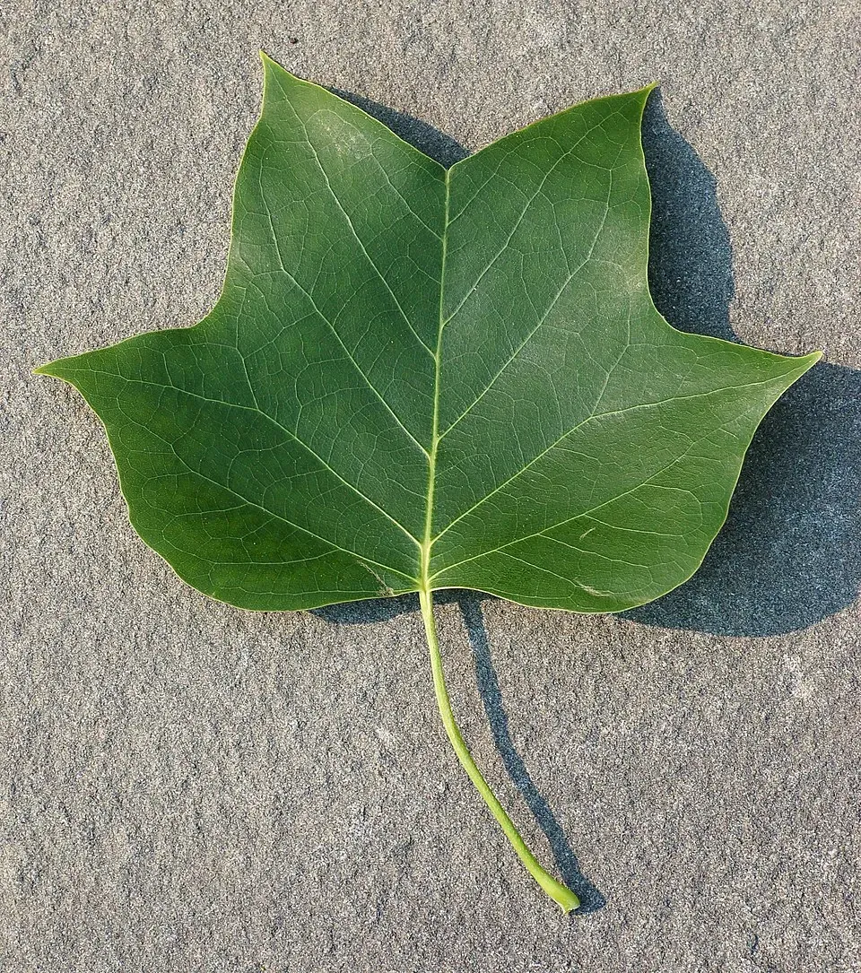 Tulip Tree Leaf — botanical anatomy illustration
