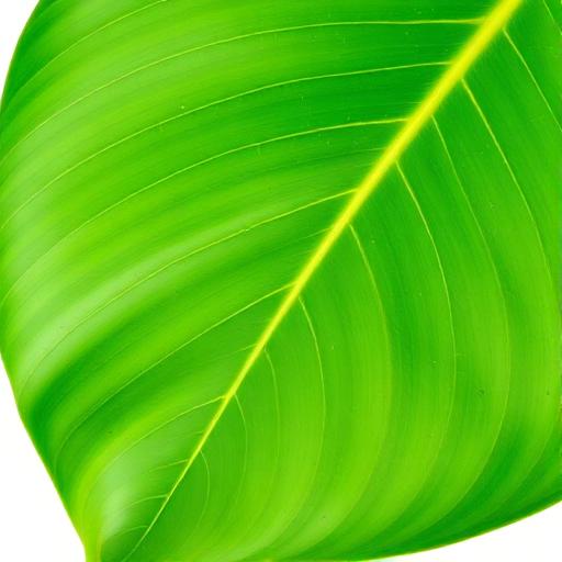 Turmeric Leaf — botanical anatomy illustration
