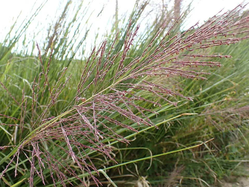 Vetiver Grass Flower — botanical anatomy illustration
