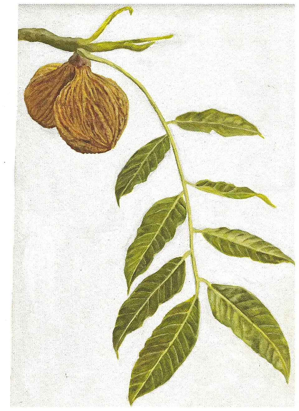 White Cedar Leaf — botanical anatomy illustration