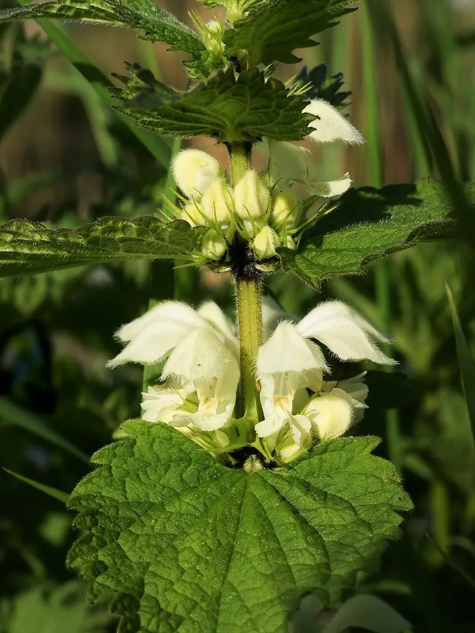 White Deadnettle Flower — botanical anatomy illustration