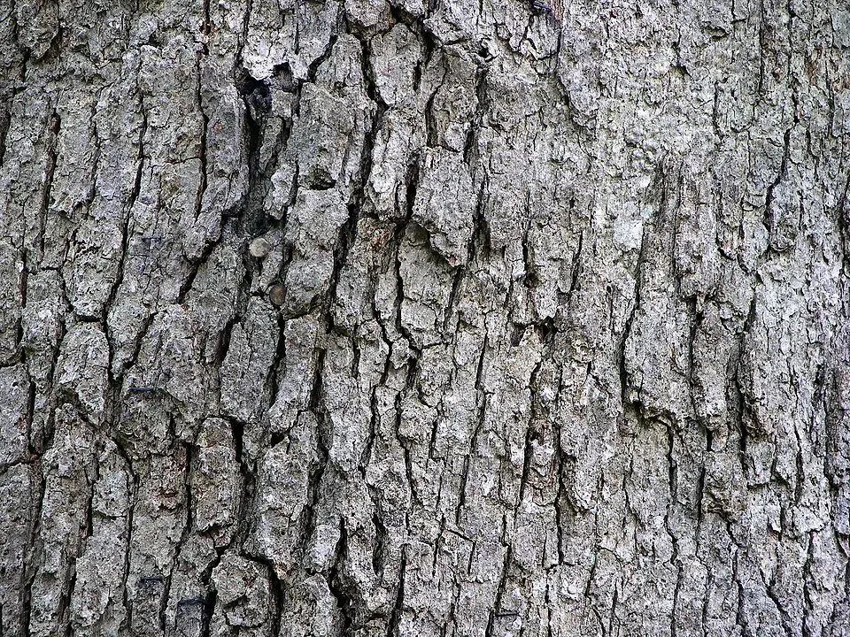 White Oak Bark Bark & Stem — botanical anatomy illustration