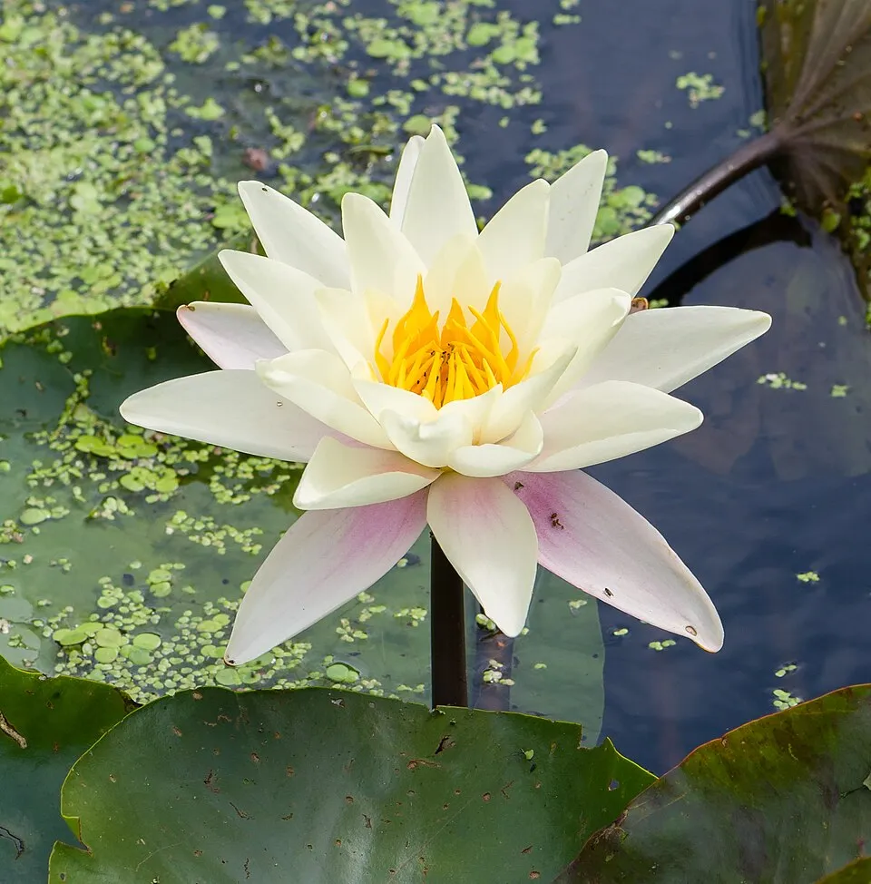 White Water Lily Flower — botanical anatomy illustration