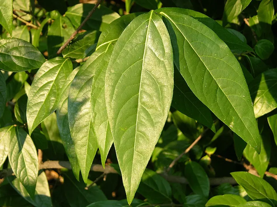 Wintersweet Leaf — botanical anatomy illustration