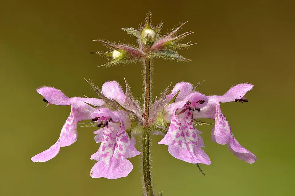 Woundwort Flower — botanical anatomy illustration
