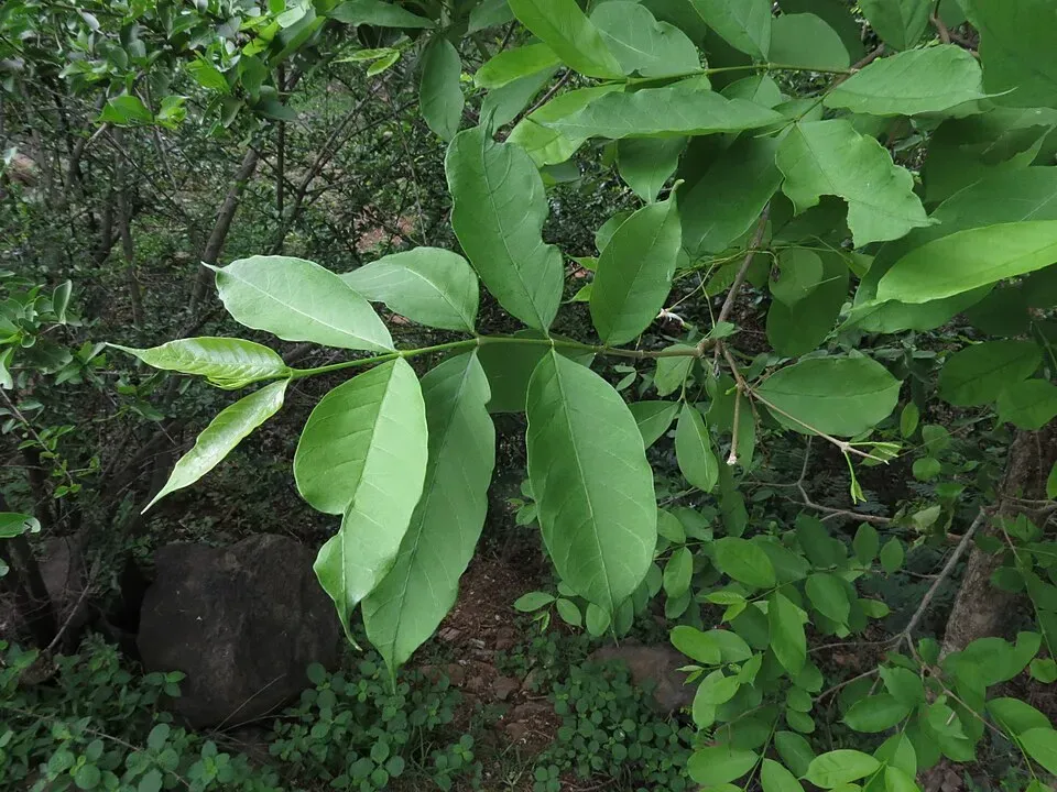 Wrightia Leaf — botanical anatomy illustration