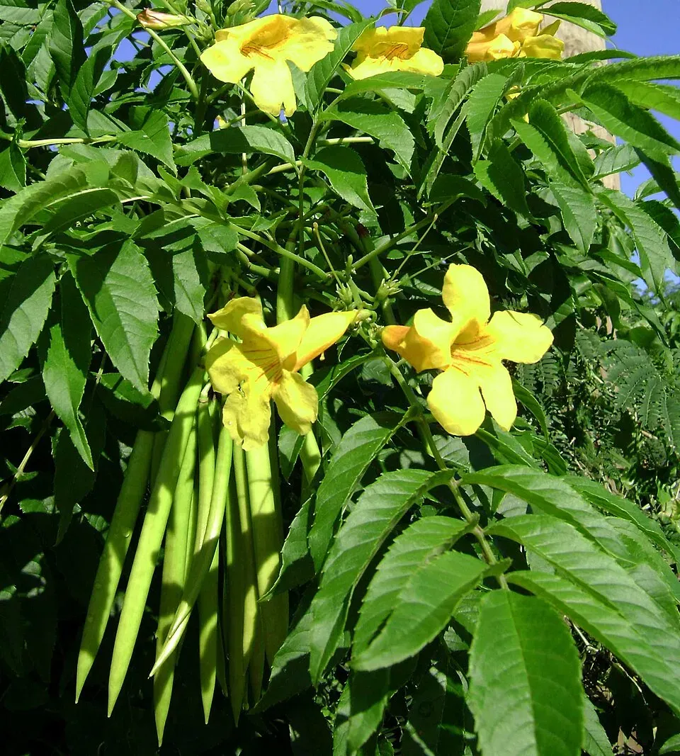 Yellow Trumpetbush Flower — botanical anatomy illustration