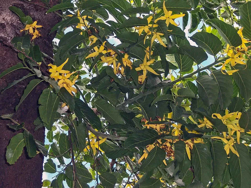 Ylang Ylang Flower — botanical anatomy illustration