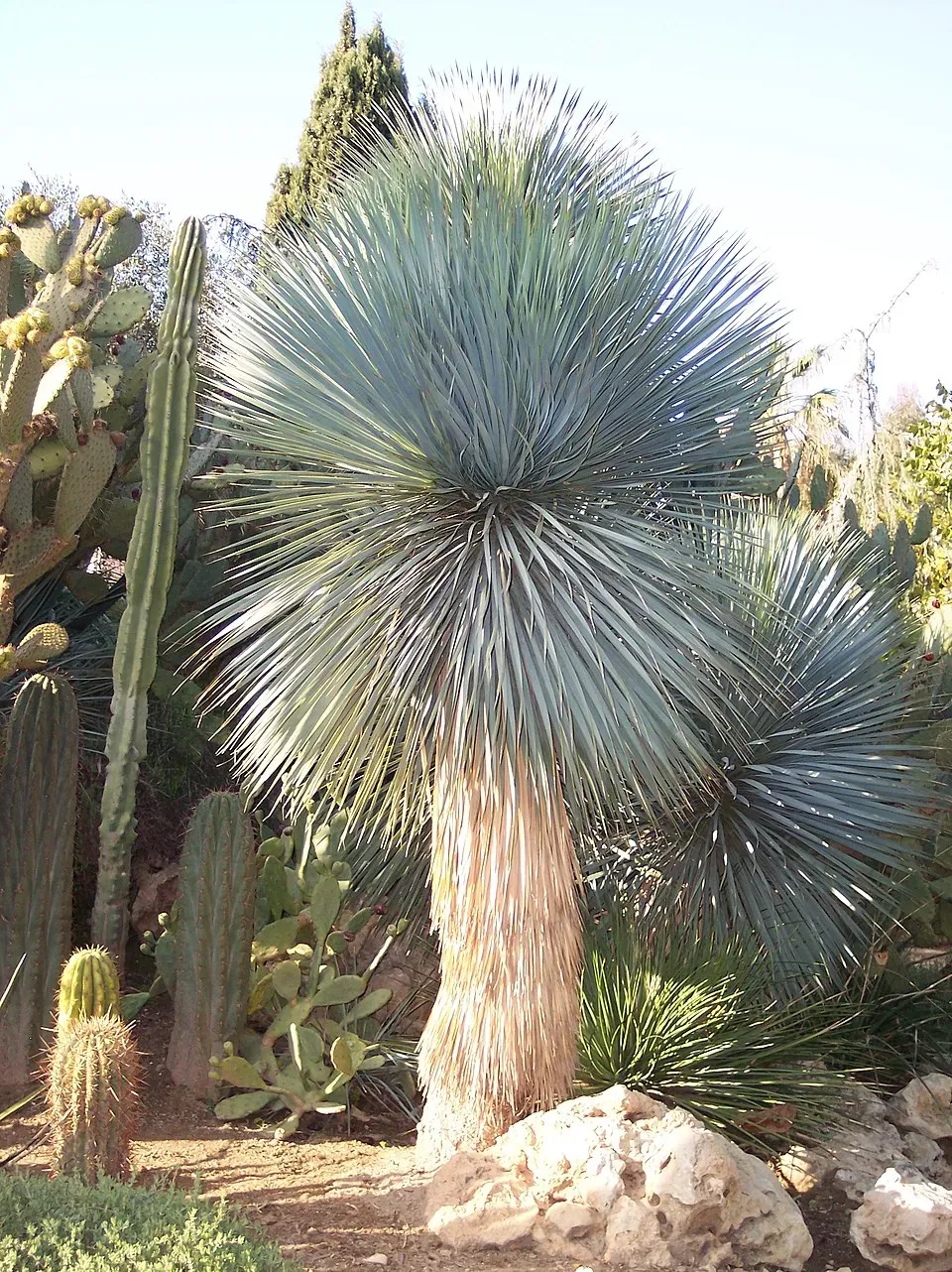 Yucca Rostrata Garden Plant: Care, Blooms & Landscape Use