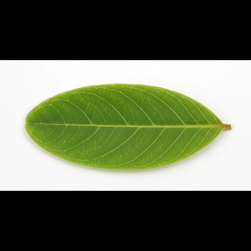 Amla (Indian Gooseberry) Leaf — botanical anatomy illustration