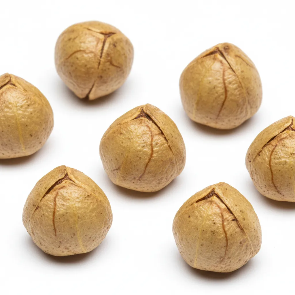 Amla (Indian Gooseberry) Seed — botanical anatomy illustration