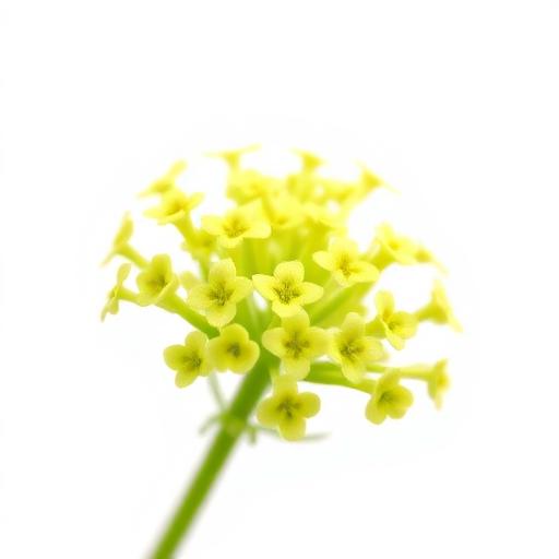 Chirata Flower — botanical anatomy illustration