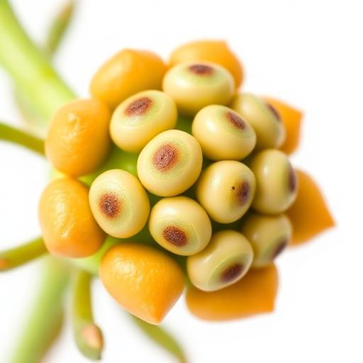 Chirata Fruit — botanical anatomy illustration