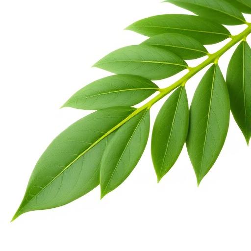 Chirata Leaf — botanical anatomy illustration