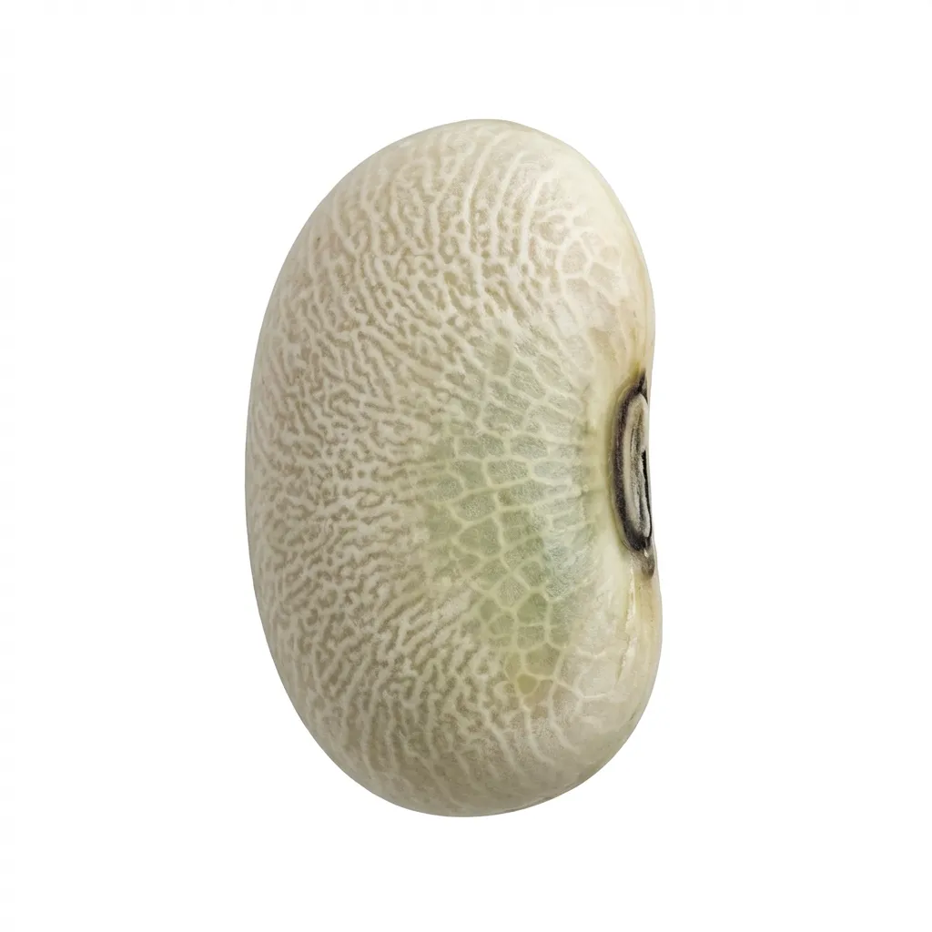 Aparajita White Seed — botanical anatomy illustration