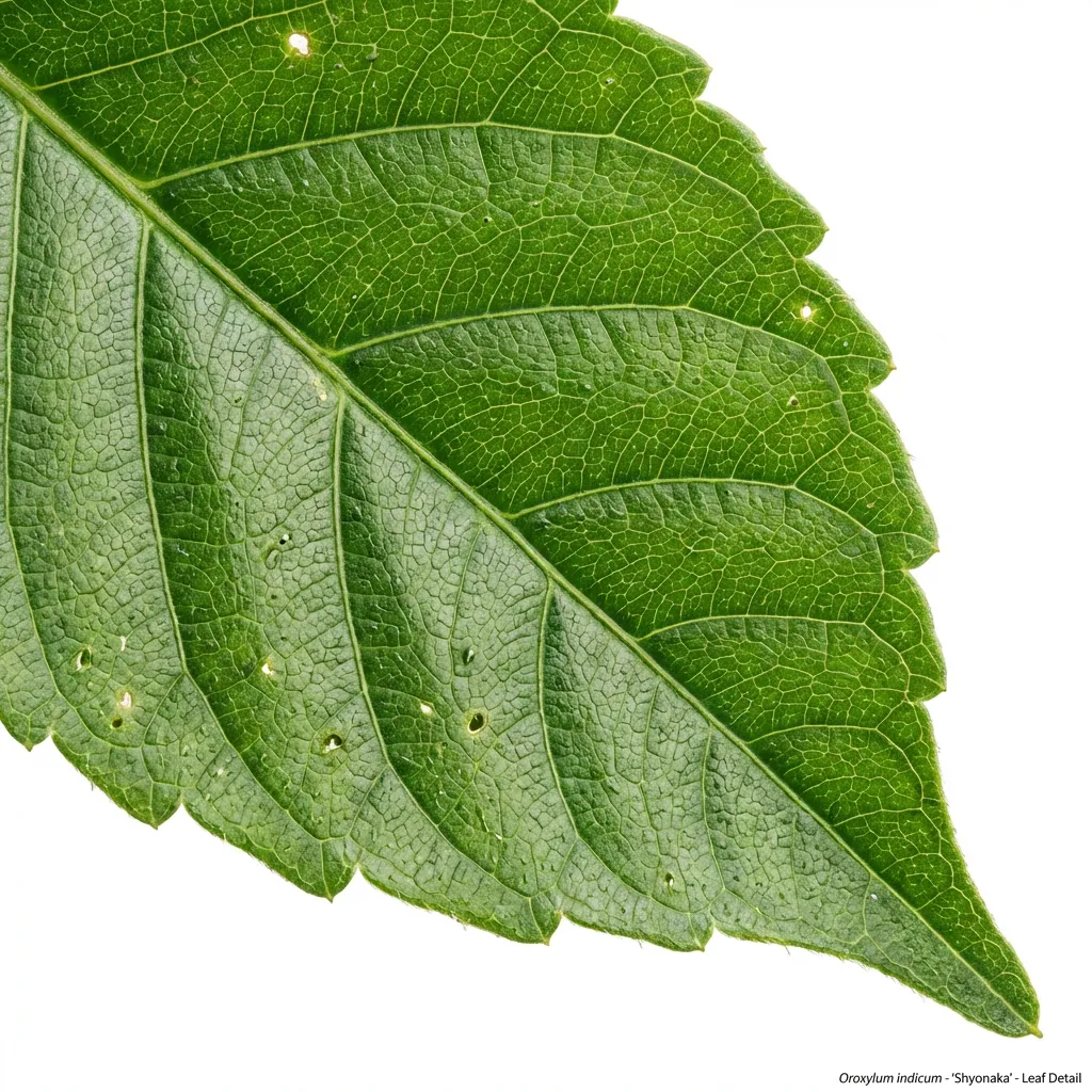 Shyonaka leaf structure and venation pattern close-up