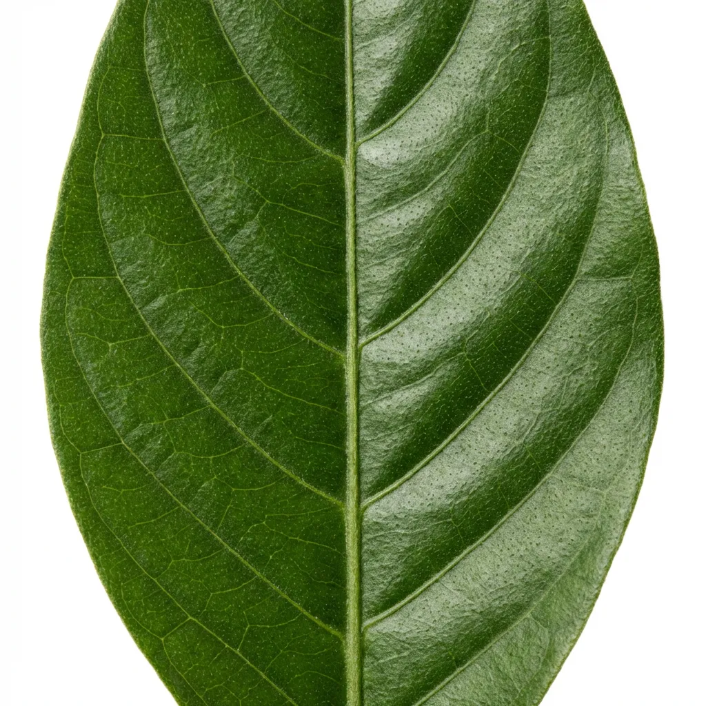 Vasaka (Adhatoda) plant in natural habitat - complete guide