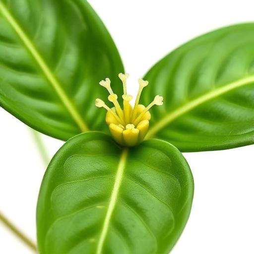 Pothos Flower — botanical anatomy illustration