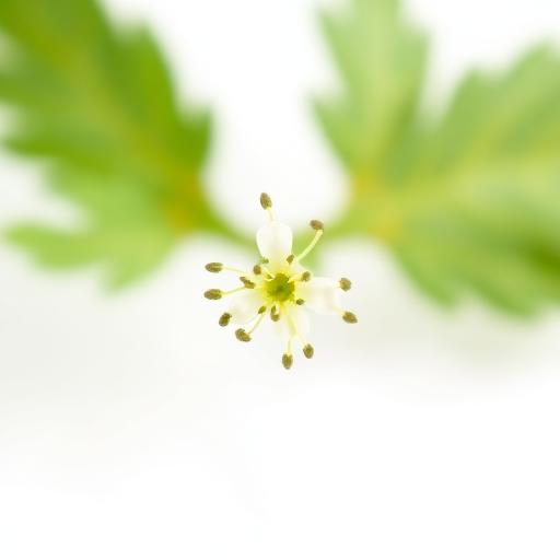 Methi (Fenugreek) Flower — botanical anatomy illustration