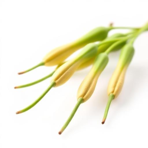 Methi (Fenugreek) Fruit — botanical anatomy illustration