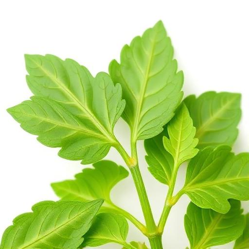 Methi (Fenugreek) Leaf — botanical anatomy illustration