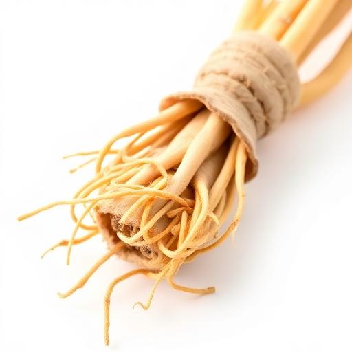 Methi (Fenugreek) Root System — botanical anatomy illustration