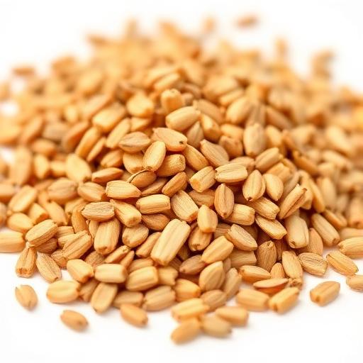 Methi (Fenugreek) Seed — botanical anatomy illustration