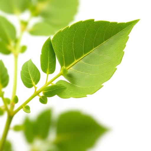Moringa leaf structure and venation pattern close-up