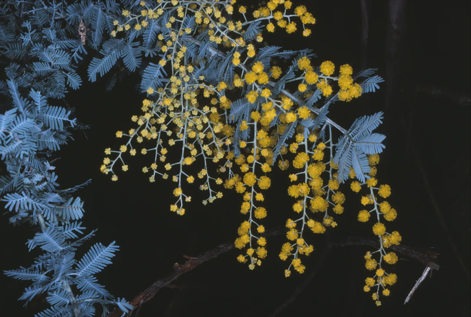 Acacia Baileyana Flower — botanical anatomy illustration
