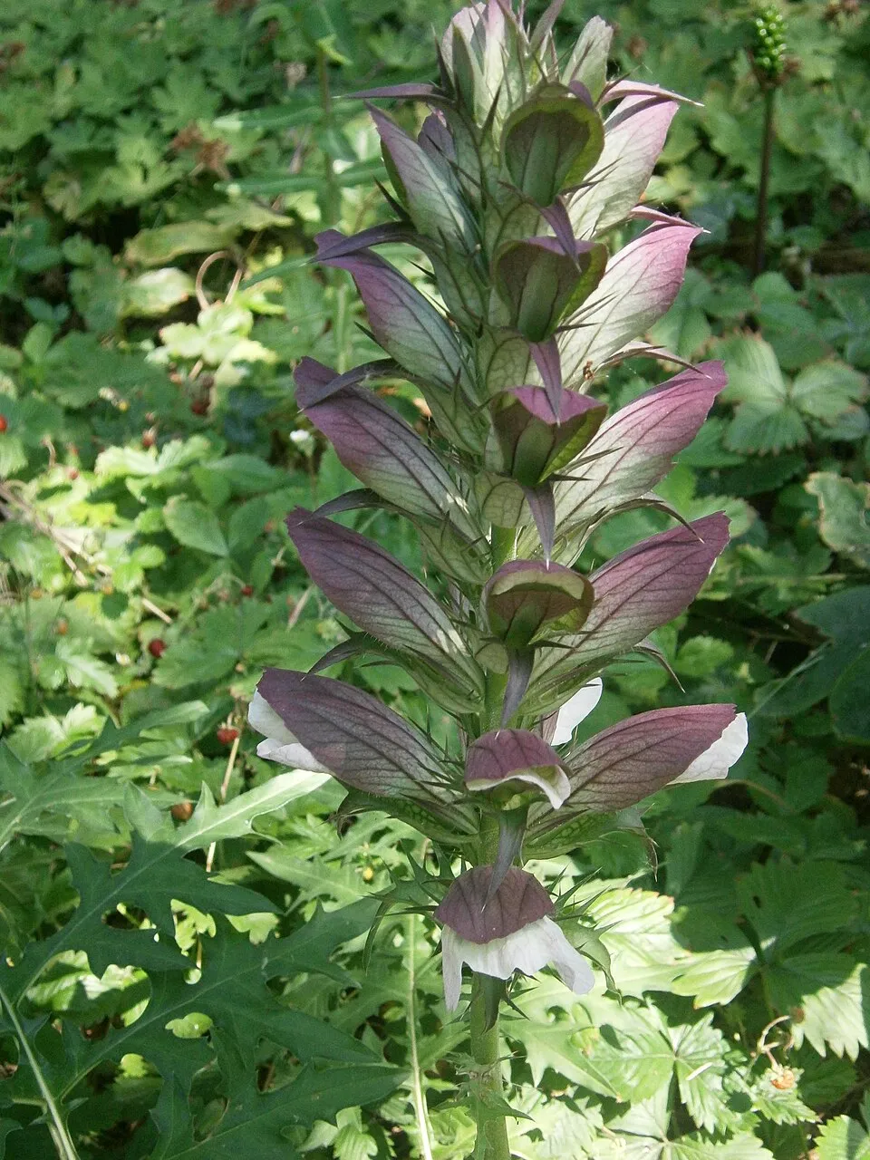 Acanthus Spinosus Flower — botanical anatomy illustration