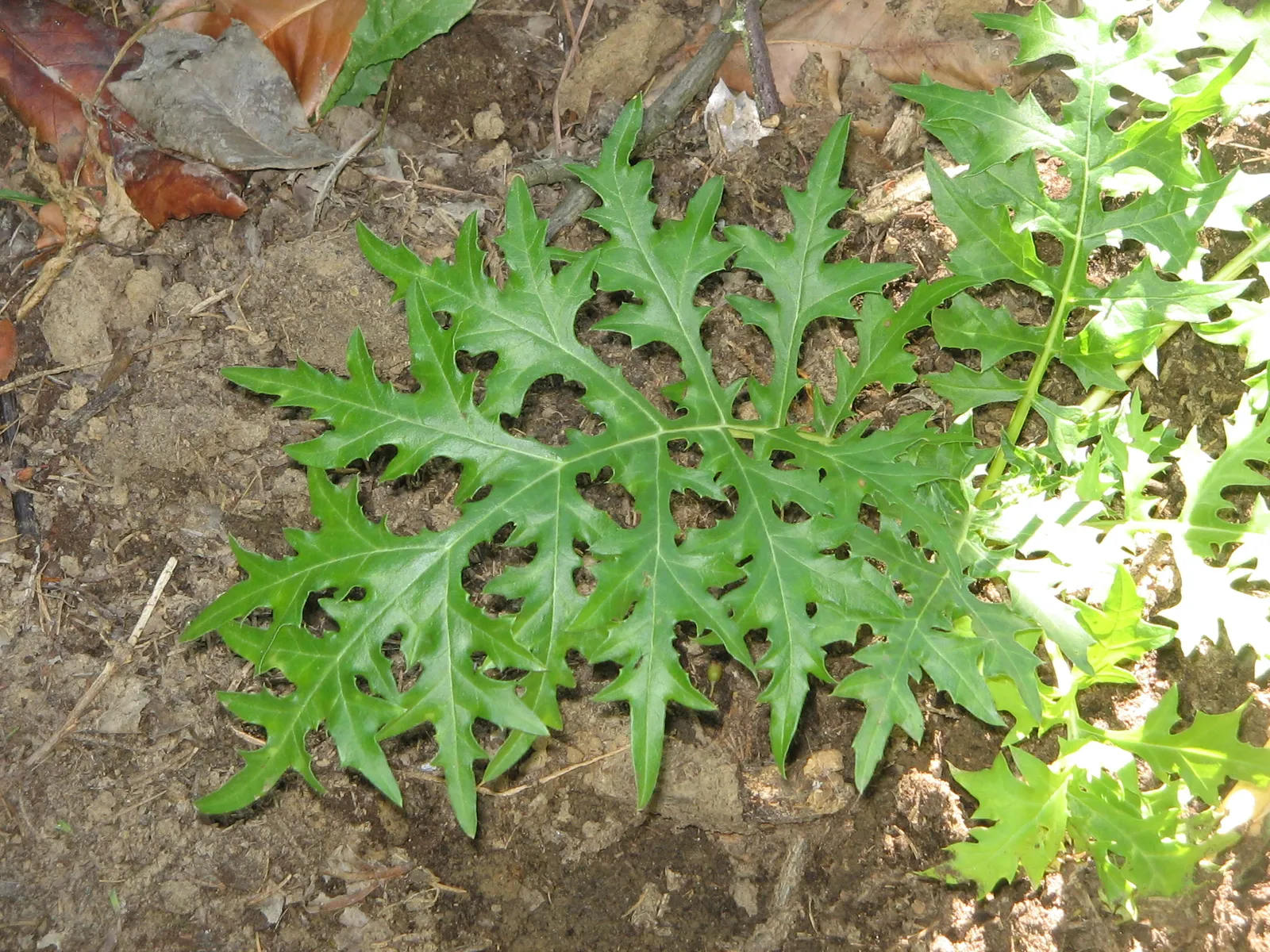 Acanthus Spinosus Leaf — botanical anatomy illustration