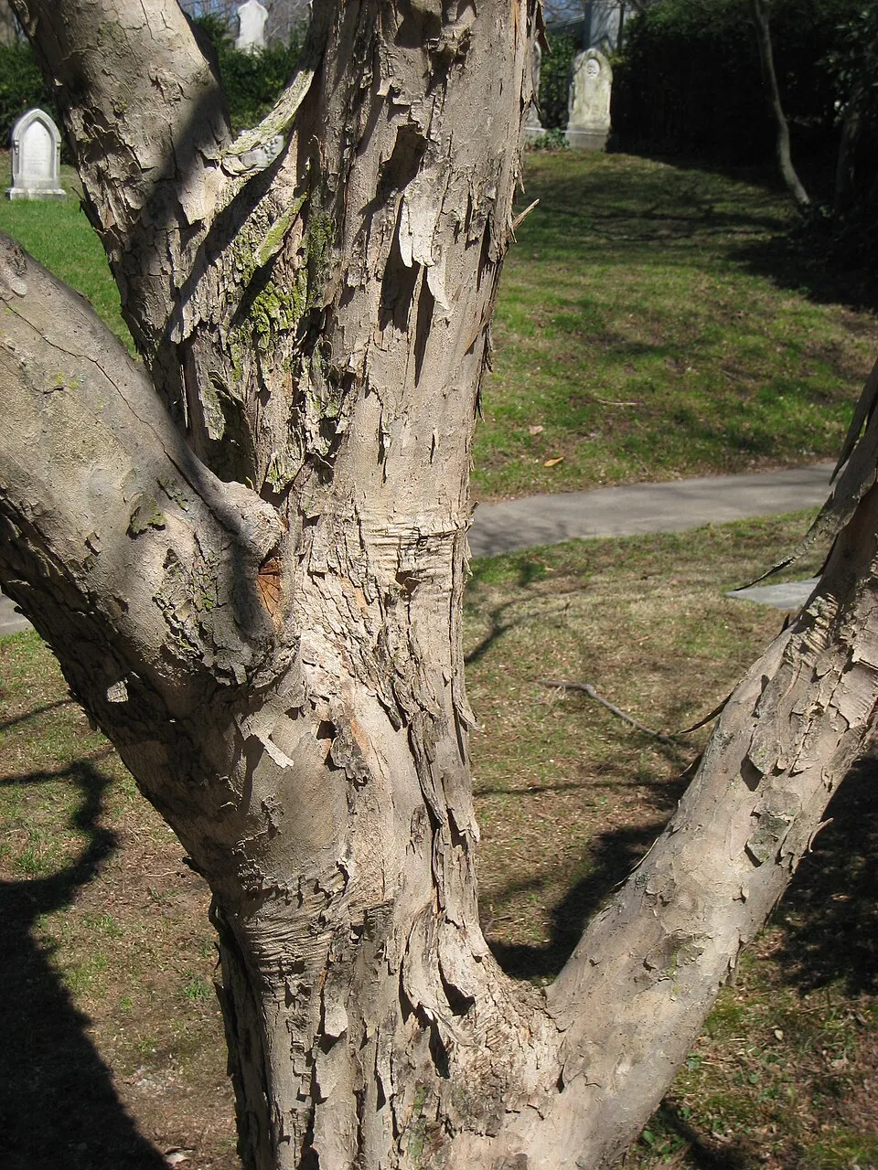 Acer Buergerianum Bark & Stem — botanical anatomy illustration