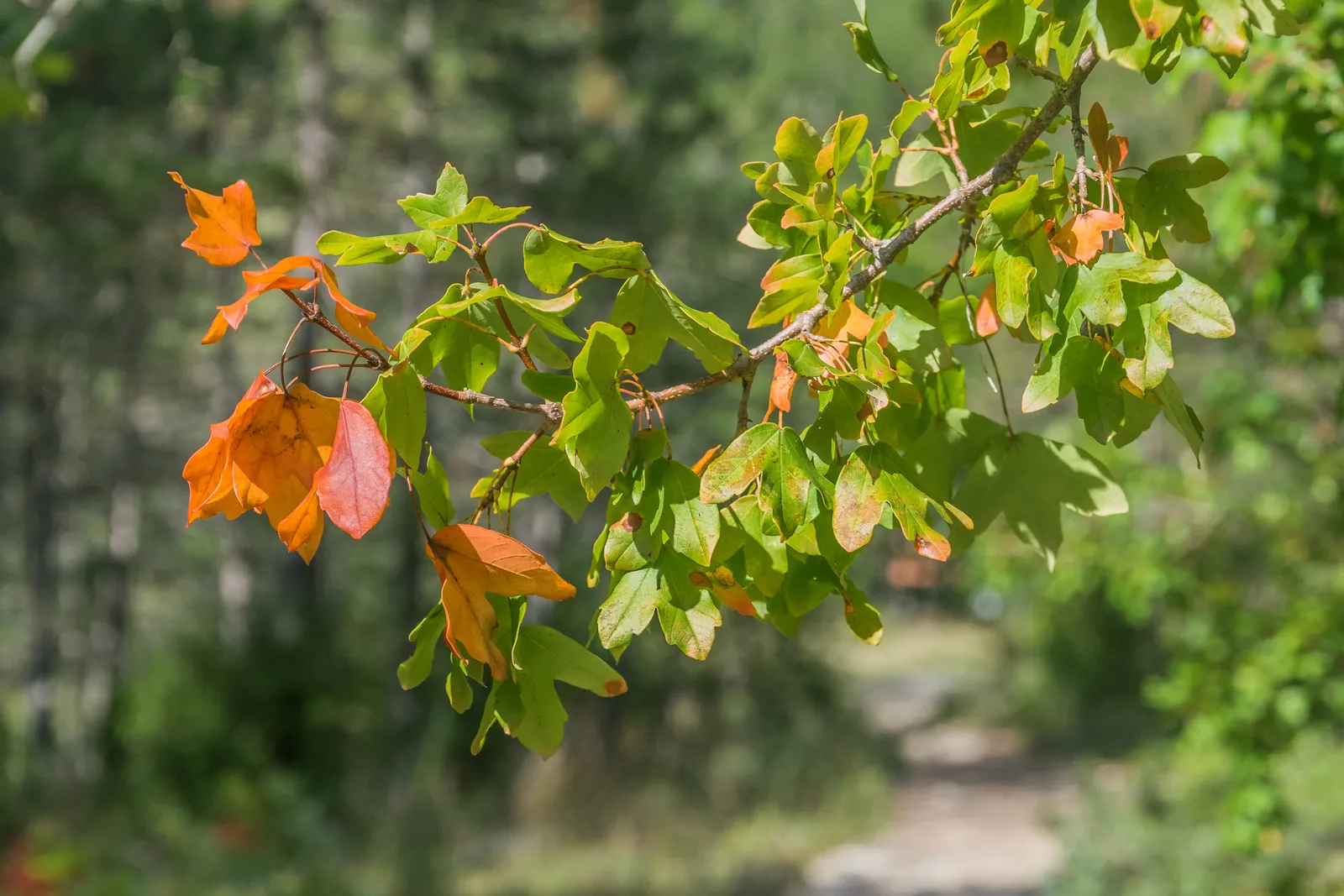 Acer Campestre Leaf — botanical anatomy illustration