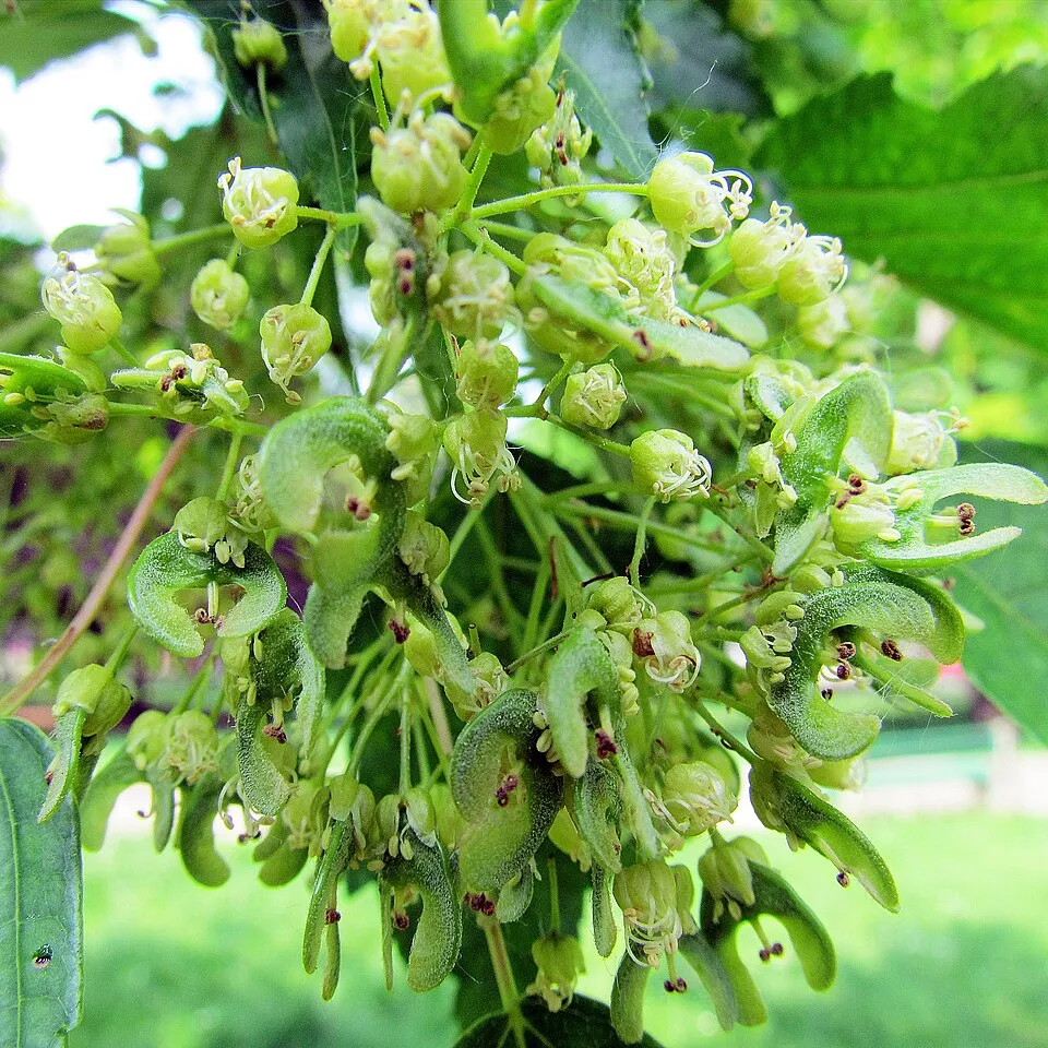 Acer Ginnala Flower — botanical anatomy illustration