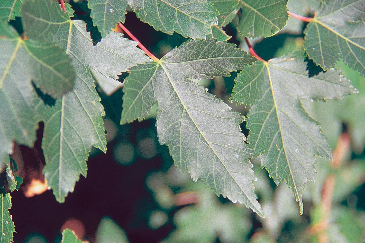 Acer Ginnala Leaf — botanical anatomy illustration