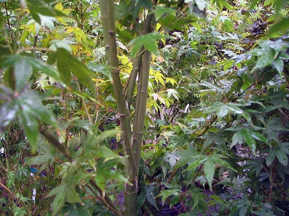 Acer Japonicum Bark & Stem — botanical anatomy illustration